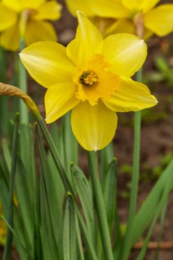 Narcissus çiçeği. Bahçede yetişen sarı nergis çiçeği doğal arka planda. Sığ alan derinliği.
