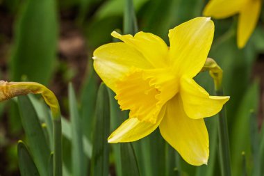 Narcissus çiçeği. Bahçede yetişen sarı nergis çiçeği doğal arka planda. Sığ alan derinliği.