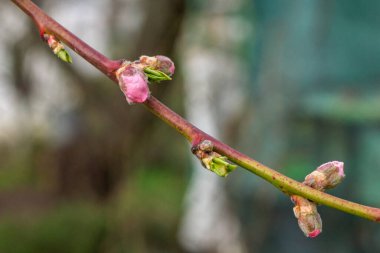 Bahar döneminde çiçek açmadan önce tomurcuklanan nektarin ağacının yakın görüntüsü. Yüzeyin derinliği. Tomurcuklara seçici odaklanma.