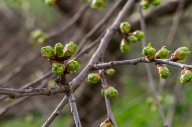 Bahar bahçesinde filizlenen yeşil sepalli bir kiraz ağacının yeni tomurcukları. Bulanık arkaplan.