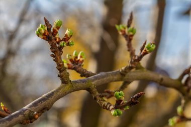Bahar bahçesinde filizlenen yeşil sepalli bir armut ağacının yeni tomurcukları. Bulanık arkaplan.