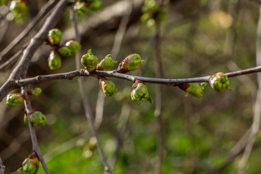 Bahar bahçesinde filizlenen yeşil sepalli bir kiraz ağacının yeni tomurcukları. Bulanık arkaplan.