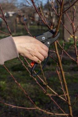 Çiftçi bahçeyle ilgileniyor. Bahar meyvelerinin budanması. Şeftali ağacının budama uçlarına sahip bir kadın..