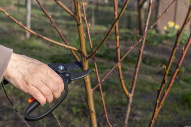 Çiftçi bahçeyle ilgileniyor. Bahar meyvelerinin budanması. Şeftali ağacının budama uçlarına sahip bir kadın..