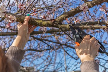 Bahçıvan bahçeyle ilgileniyor. Bahar ağaçları budanır. Elinde budama makası olan kadın kayısı ağacını keser..