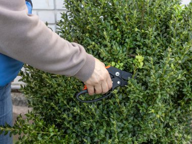 Bahçıvan çalılarla ilgilenir. Bahçe bitkilerinin bahar budanması. Budama makası olan bir kadın Boxwood çalısını keser..