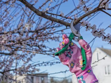 Bahçıvan bahçeyle ilgileniyor. Bahar ağaçları budanır. Elinde budama makası olan kadın kayısı ağacını keser..