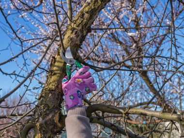 Çiftçi bahçeyle ilgileniyor. Bahar ağaçları budanır. Budama makası olan kadın elma ağacını keser..