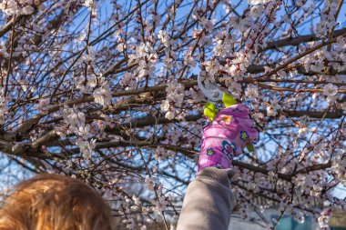 Bahçıvan bahçeyle ilgileniyor. Bahar ağaçları budanır. Elinde budama makası olan kadın kayısı ağacını keser..