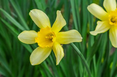 Narcissus çiçeği. Bahçede yetişen sarı nergis çiçeği doğal arka planda. Sığ alan derinliği.