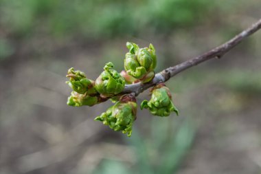 Bahar bahçesinde filizlenen yeşil sepalli bir kiraz ağacının yeni tomurcukları. Bulanık arkaplan.