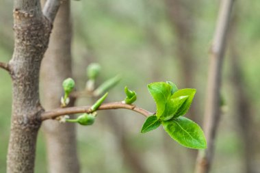 Bahar döneminde çiçek açmadan önce tomurcuklanan bir erik ağacının yakın görüntüsü. Yüzeyin derinliği. Tomurcuklara seçici odaklanma.