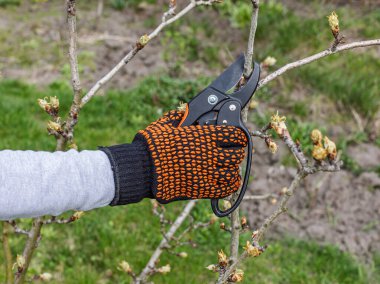 Çiftçi bahçeyle ilgileniyor. Bahar ağaçları budanır. Budama makası olan kadın armut ağacını keser..