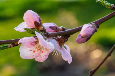 Bahar döneminde çiçek açan şeftali ağacının bir dalının yakın görüntüsü bulanık doğal arkaplanla birlikte. Yüzeyin derinliği. Çiçeğe odaklan..