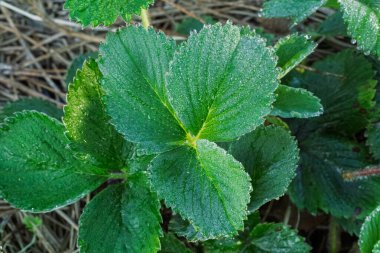 Bahçe yatağında yetişen çilek ağacının yakın çekim yeşil yaprakları. Yukarıdan görüntüle.