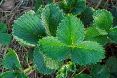 Çilek çalısı ve bahçe yatağında büyüyen su damlaları olan yeşil yapraklar yakın plan. Yukarıdan görüntüle.