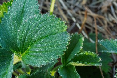 Çilek çalısı ve bahçe yatağında büyüyen su damlaları olan yeşil yapraklar yakın plan. Yukarıdan görüntüle.
