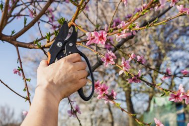 Bahçıvan bahçeyle ilgileniyor. Bahar ağaçları budanır. Budama makası olan kadın nektarini keser..