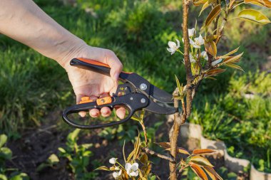 Çiftçi bahçeyle ilgileniyor. Bahar ağaçları budanır. Elinde budama makası olan kadın Japon ya da Çin armut ağacını keser..