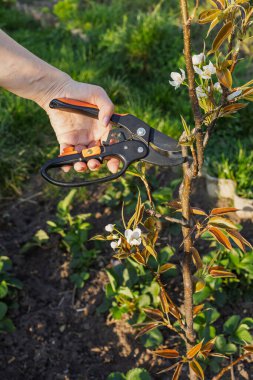 Çiftçi bahçeyle ilgileniyor. Bahar ağaçları budanır. Elinde budama makası olan kadın Japon ya da Çin armut ağacını keser..
