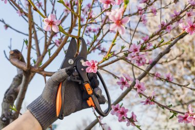 Bahçıvan bahçeyle ilgileniyor. Bahar ağaçları budanır. Eldivenli, budama makası olan kadın nektarini keser..