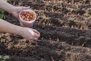 Bayan bahçıvan baharda bahçeye soğan ekiyor. Sebze yetiştirme.