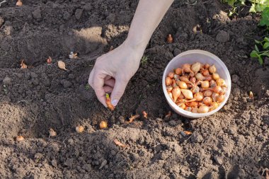 Bahçıvanın kadın bahçıvanın bahçedeki yatağa küçük soğan ektiği eli yakın plan. Üst Manzara. Sebze yetiştirme