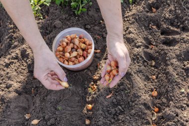 Bahçıvanın, bahçe yatağına soğan eken kadın bahçıvanın yakın çekim elleri. Üst Manzara. Sebze yetiştirme