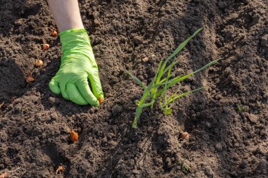 Bahçe yatağına küçük soğan eken lastik eldivenli bir kadın eli yakın plan. Üst Manzara. Sebze yetiştirme