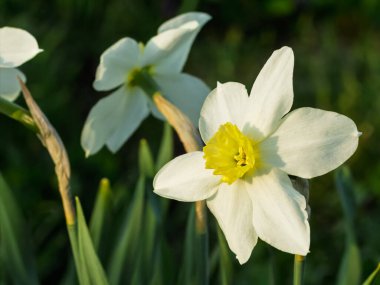 Güzel narsisus çiçekleri. Bahçede büyüyen beyaz nergis çiçekleri. Sığ alan derinliği.