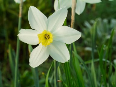 Narcissus çiçeği. Bahar bahçesinde yetişen güzel beyaz nergisler. Sığ alan derinliği.