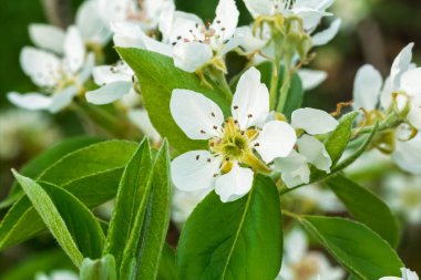 Bahar bahçesindeki çiçek açan armut ağacının küçük beyaz çiçekleri..