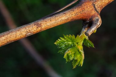 Güneşli bir günde çalılıklarda yeni üzüm yaprağı. Bulanık arkaplan.