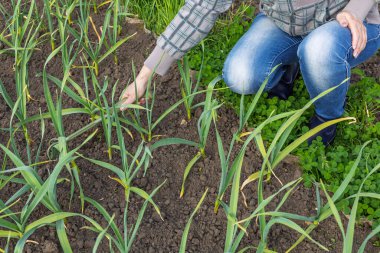 Kadın küçük bir el tırmığı kullanarak yeşil sarımsak bitkilerinin etrafındaki toprağı gevşetiyor. Bahçede sebze yetiştiriyor..