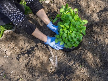 Lateks eldivenli kadın bahçıvanın elleri toprağa dolma biber tohumu ekiyor. Sebze yetiştirme.
