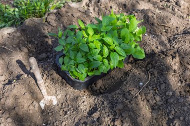 Büyük saksıdaki tohumlardan filizlenen çan biberi tohumları ve yerdeki bahçe aletleri. Dolmalık biber ekimi.