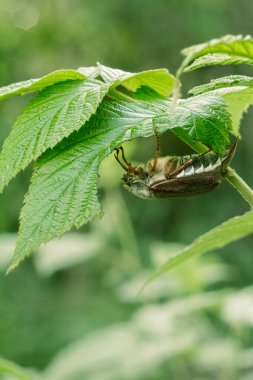 Ahududu çalılarının yaprakları ve arka planda bulanık bir bahar bahçesinde bir hamamböceği..