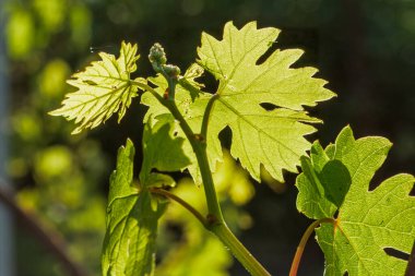 Güneşli bir günde çalılıklarda genç yeşil bir üzüm yaprağını yakın çekim. Sığ alan derinliği.