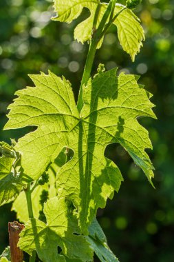 Güneşli bir günde çalılıklarda genç yeşil bir üzüm yaprağını yakın çekim. Sığ alan derinliği.