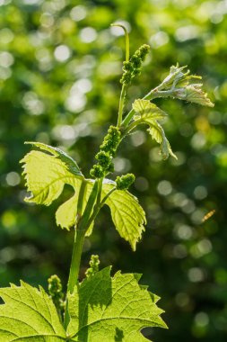 Bahar zamanı üzüm bağında çiçek açan genç şarap üzümleri. Çiçek açmadan önce bir demet üzüm. Sığ alan derinliği.