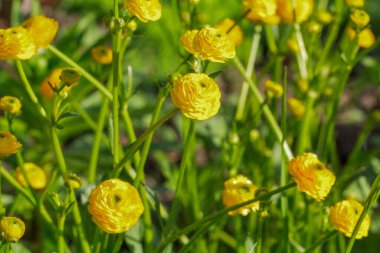 Sarı Ranunculus asiaticus ya da bahçede yetişen İran düğün çiçeği. Sığ alan derinliği.