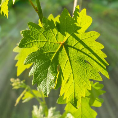 Güneşli bir günde çalılıklarda genç yeşil bir üzüm yaprağını yakın çekim. Sığ alan derinliği.