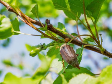 Kayısı ağacının dalında arka planda bulanıklık olan bahar bahçesinde bir hamam böceği..