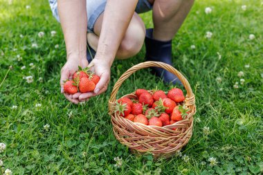 Kadın elinde palmiyelerde çilek ve yeşil çimlerde taze kırmızı çilek toplanmış hasır bir sepet tutuyor. Üst görünüm.
