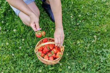 Toplanmış taze kırmızı çilekler ve arka planda yeşil çimen olan bir böğürtlen tutan bir kadın eli dolu sepet. Üst görünüm.