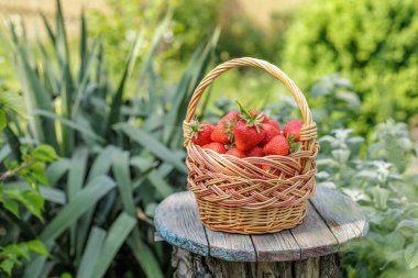 Tahta masalarda yeşil doğal arka planda taze kırmızı olgun çilek toplanmış hasır sepet..