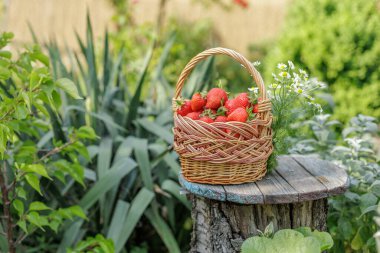 Tahta masalarda yeşil doğal arka planda taze kırmızı olgun çilek toplanmış hasır sepet..