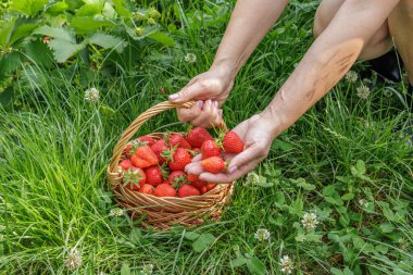 Bahçıvan olgun çilek topluyor. Bahçede yetişen olgun ve olgunlaşmamış çilekler.