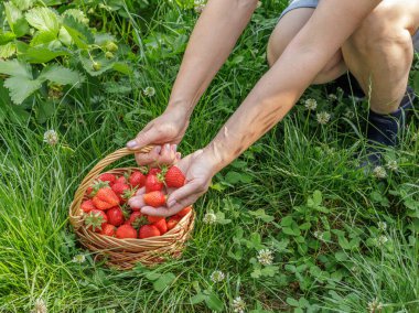 Bahçıvan olgun çilek topluyor. Bahçede yetişen olgun ve olgunlaşmamış çilekler.