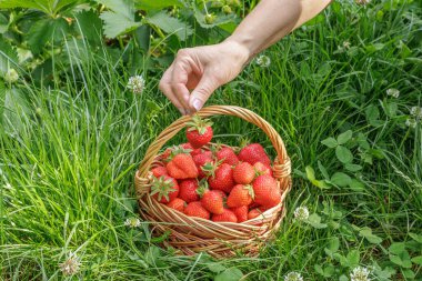 Bahçıvan olgun çilek topluyor. Bahçede yetişen olgun ve olgunlaşmamış çilekler.